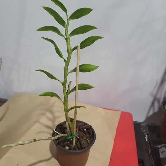 Dendrobium denneanum (RARE Chinese Species)