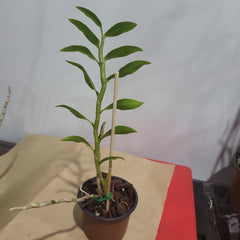 Dendrobium denneanum (RARE Chinese Species)