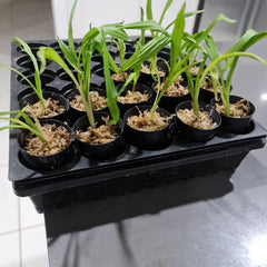 Phaius bernaysii x tankervilleae (Swamp Orchid)