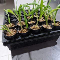 Phaius bernaysii x tankervilleae (Swamp Orchid)