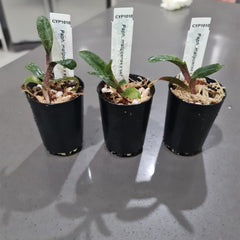 Paph. malipoense x self (VERY RARE FRAGRANT SPECIES FROM CHINA)