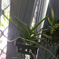 (In Spike Now) Aerides houlletiana (Fragrant Species)