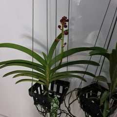 (In Spike Now) Vanda Suksamran Gold