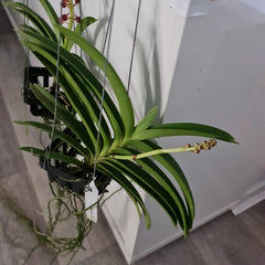 (In Spike Now) Vanda Suksamran Gold