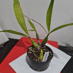 Coelogyne Burfordiense