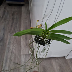 (In Spike Now) Vanda Mimi Palmer x Merrillii