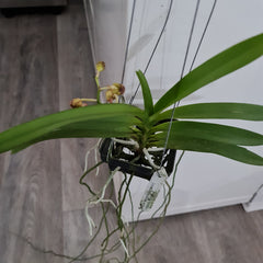 (In Spike Now) Vanda Mimi Palmer x Merrillii
