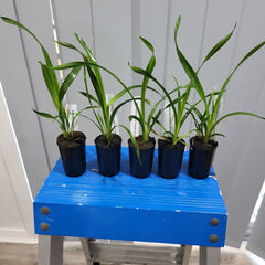 Grammatocymbidium Pakkret Carnival #1