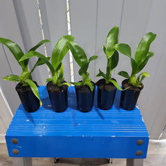 Grammatophyllum Pakkret Armada 'Walrus' (mericlone)