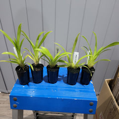 Miltoniopsis 'Red Tide' (Pansy Orchid)
