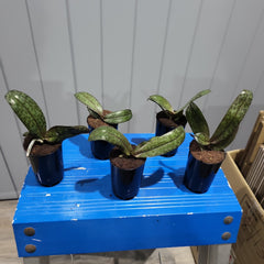 PAIR OF MOTTLED-LEAVED PHALAENOPSIS