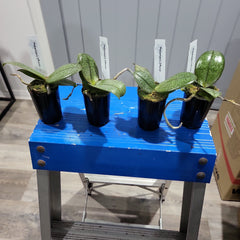 PAIR OF MOTTLED-LEAVED PHALAENOPSIS