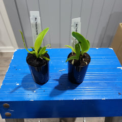 Pack of 5 Beautiful Cattleya Hybrids with FREE SHIPPING!