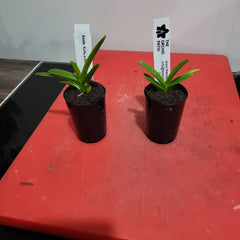 Ascda. Kultana Golden Glow, 4n (TETRAPLOID)