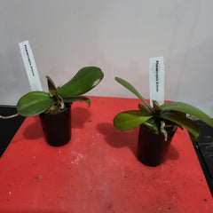 Phalaenopsis Armion (Healthy in 50mm pot)