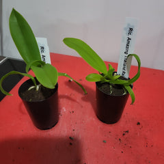 Rlc. Amazing Thailand Rainbow (Beautiful Multicoloured Cattleya)