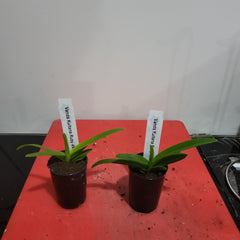 Vanda Kultana Ruby 4N (Tetraploid)
