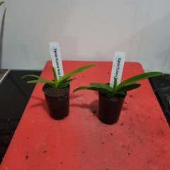 Vanda Kultana Ruby 4N (Tetraploid)