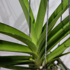 IN SPIKE NOW! Vanda Mimi Palmer (Rare and Fragrant)