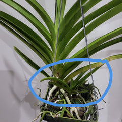 IN SPIKE NOW! Vanda Mimi Palmer (Rare and Fragrant)