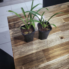 Zygopetalum Artur Elle X  (Unusal Variety)