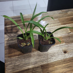 Zygopetalum Artur Elle X  (Unusal Variety)