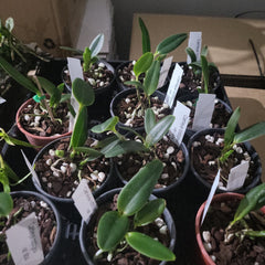 Cattleya loddigesii var. alba ( Fragrant and Rare Species )