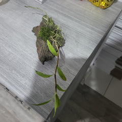 Dendrobium bensoniae (Fragrant Species From INDIA)