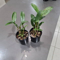 Dendrobium Mousmee ‘Sylvia’ 6N - EXCLUSIVE (Polyploidy)