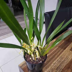 Maxillaria hennisiana (syn Maxillaria shepheardii) Highly Fragrant Species