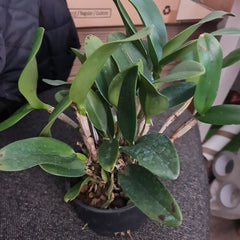 Cattleya Potinara Burana Beauty (Fragrant)