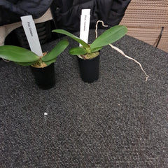 Phalaenopsis Corazion - 50mm