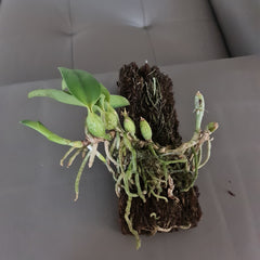 Cattleya Walkeriana Var. Coerulea