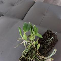 Cattleya Walkeriana Var. Coerulea