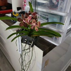 (In Flower Now) Vanda Varut Leopard x Suksamran Spot
