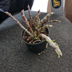 -Dendrobium parishii (Rare Species)