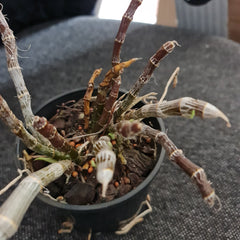 -Dendrobium parishii (Rare Species)