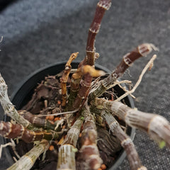 -Dendrobium parishii (Rare Species)