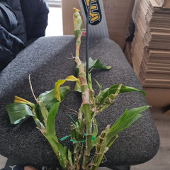 Dendrobium Sulcatum Flowering Size (HARD TO FIND SPECIES)