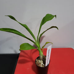 Catasetum Mark's Red Hermosa 'Mark's Jungle Girls (Mericlone)