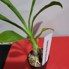 Catasetum Mark's Red Hermosa 'Mark's Jungle Girls (Mericlone)