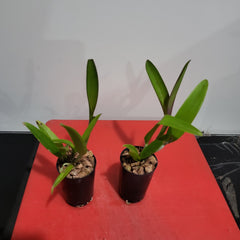 Cattleya Yuan Dung Sweet ‘Dragon Fruit’