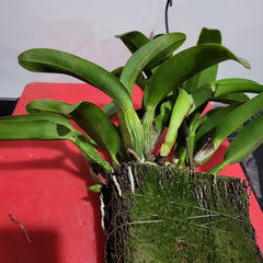 Rth. Hsinying Bluejay 'Blue Taiwan' (Rth. Volcano Blue × Cattleya labiata)