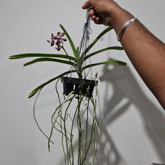 IN FLOWERS! Vanda Mimi Palmer x Merrillii x Insignis x Viraphandu