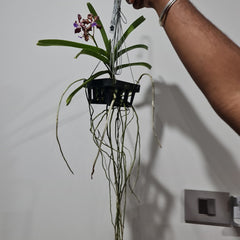 IN FLOWERS! Vanda Mimi Palmer x Merrillii x Insignis x Viraphandu