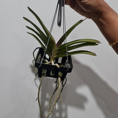 (IN SPIKE NOW) Rhynchoides Bangkok Sunset X Renanthera Storiei (Fragrant)