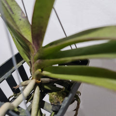 (IN SPIKE NOW) Rhynchoides Bangkok Sunset X Renanthera Storiei (Fragrant)