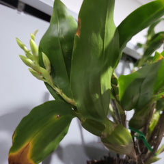 IN SPIKE! Dendrobium Sulcatum (Species HARD TO FIND)