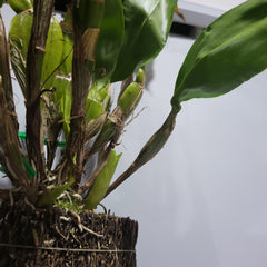 IN SPIKE! Dendrobium Sulcatum (Species HARD TO FIND)
