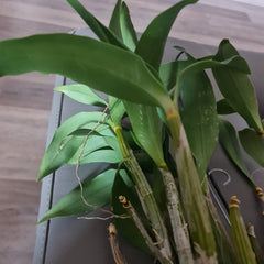 Dendrobium Fire Wings (Den. Big Alex × Den. Silver Wings) VERY RARE VARIETY